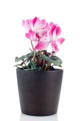 Beautiful pink Cyclamen flower