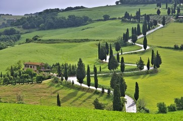 Zypressenkurven - cypress curve 49