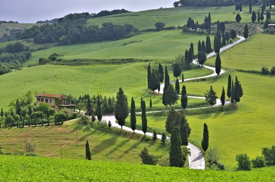 Zypressenkurven - cypress curve 49