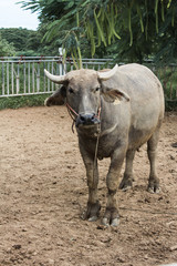 buffalo in the field thailand