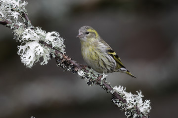 Siskin, Carduelis spinus