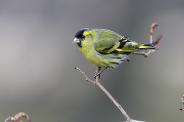 Siskin, Carduelis spinus