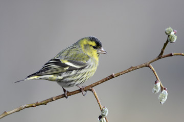 Siskin, Carduelis spinus