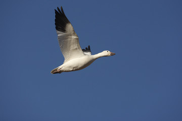 Fototapeta na wymiar Snow goose, Anser caerulescens