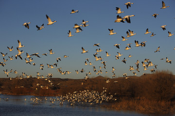 Snow goose, Anser caerulescens