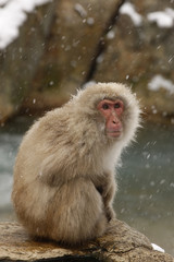 Japanese macaque or snow monkey, Macaca fuscata