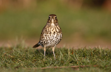 Song thrush, Turdus philomelos