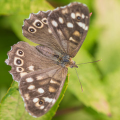 Obraz premium Spotted