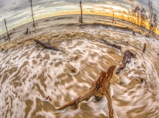 Dead Trees and Sunset