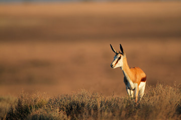 Springbok antelope