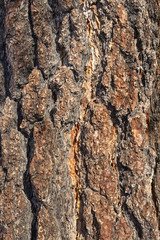 Pine Tree Bark texture