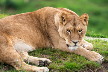 Lioness