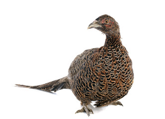 poule faisane