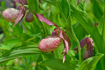 Wild orchid (Cypripedium macranthon) 3