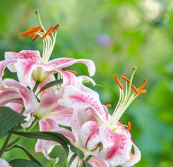 Pink lily