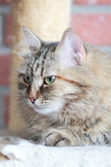 Naklejka premium siberian cat, adult female
