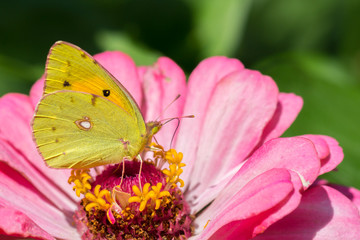 Clouded Yellow Butterfly Macro