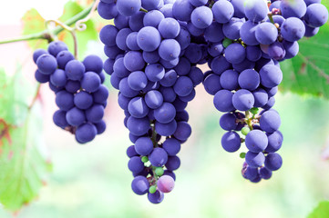 grapes