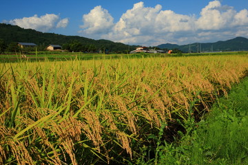 Obraz premium 実りの秋