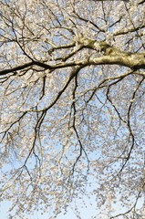 満開の桜樹
