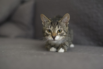 chat © wojciech nowak