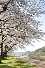 Obraz premium 桜咲く散歩道