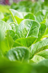 Hydroponics vegetable farm,Lettuce Crop Lactuca Leaf Vegetable