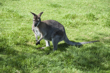 A Wallaby (Macropus Agilis) standing on grassland © d40xboy
