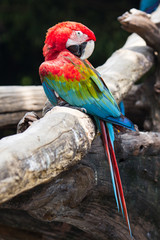 Blue-and-red macaw