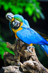 Blue-and-Yellow Macaw