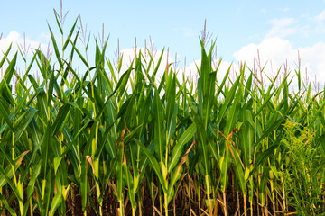 Close up of corn farm.