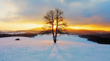 Winter landscape in snow nature with sun and tree