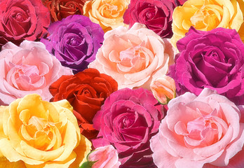 Multicolored roses closeup