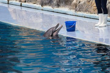 Dolphin show in the park