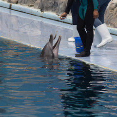 Dolphin show in the park