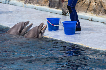 Dolphin show in the park