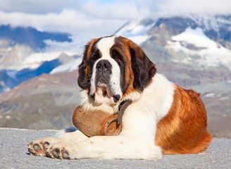 St. Bernard Dog