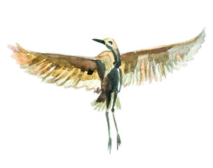 watercolor drawing of cute bird