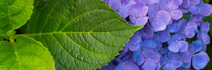Rolgordijnen Blauwe hortensia banner © HildaWeges