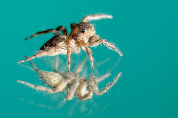 jumping spider