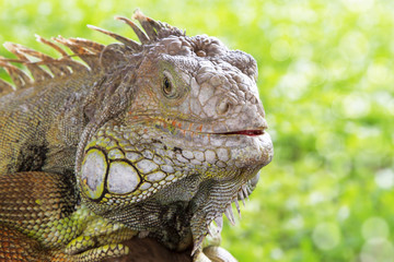 Iguana