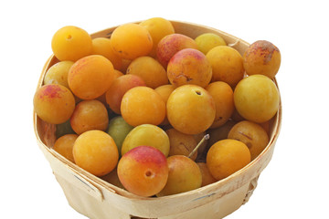 Gros plan sur les mirabelles