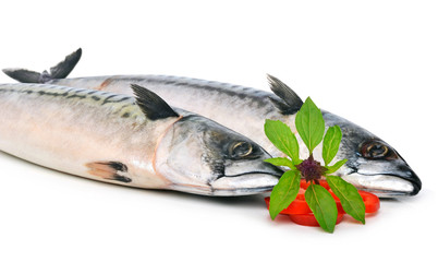 Fresh mackerels fish decorated with basil twig and sweet pepper