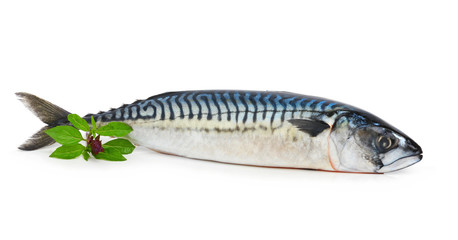 Fresh mackerel fish decorated with basil twig