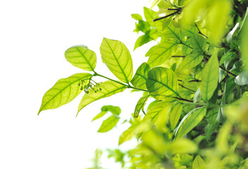 Fototapeta na wymiar branch of green leave on white background
