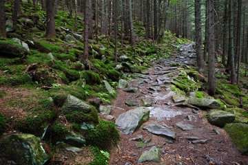 Forest path