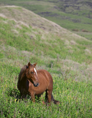 Wild horse