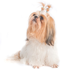 The chi-tzu dog with white background