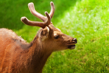 Fototapeta premium Portrait of a young deer