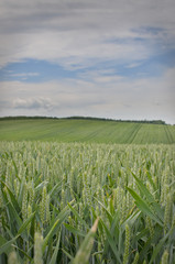 Wheat field in day time